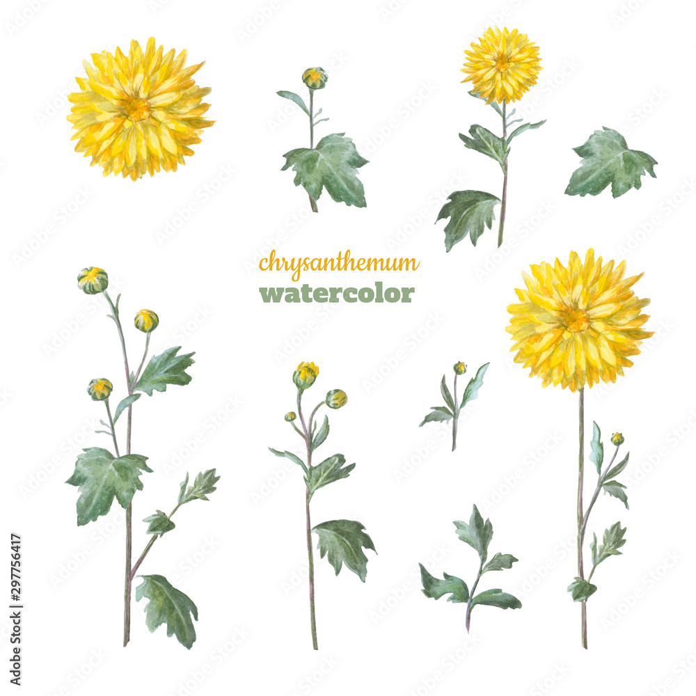 Fototapeta premium Yellow chrysanthemum with leaves. Set of floral elements for design.