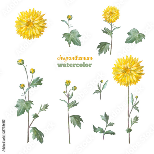 Yellow chrysanthemum with leaves. Set of floral elements for design.