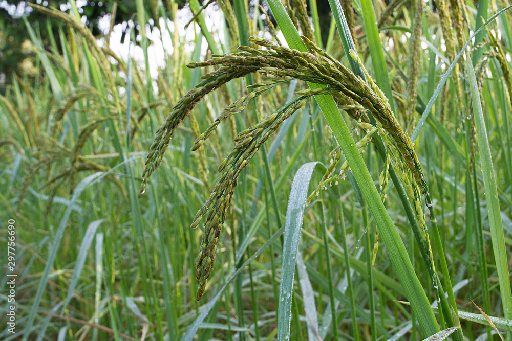 Close up of green paddy rice plant,Green rice and its flowers Close up of green paddy rice plant,Green rice and its flowers