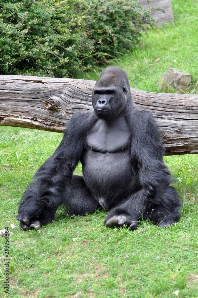 Gorilla