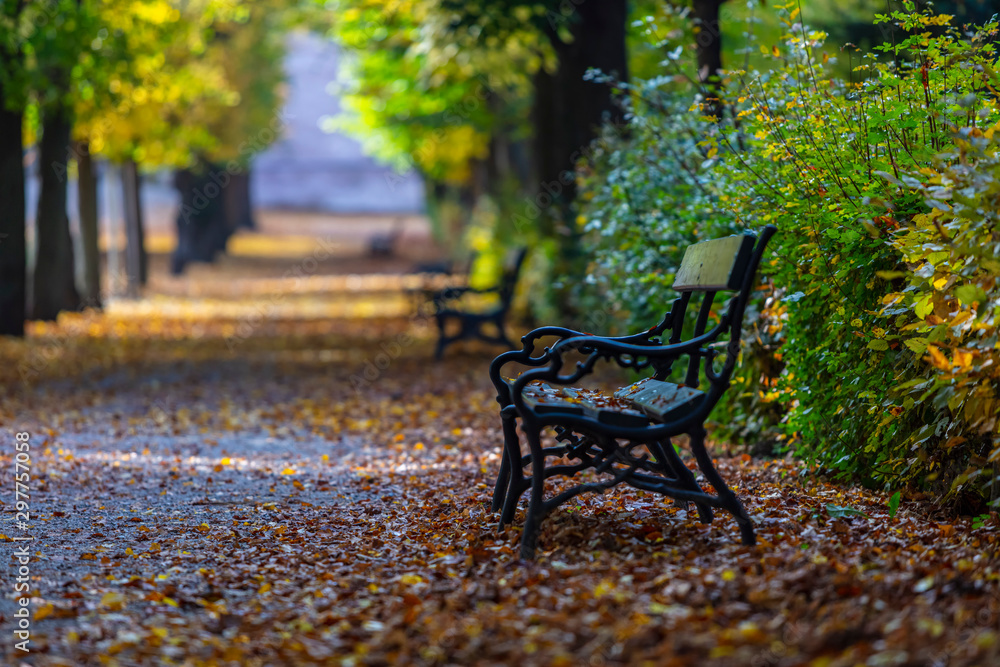 wooden bench in autumn park .autumn  tree alley