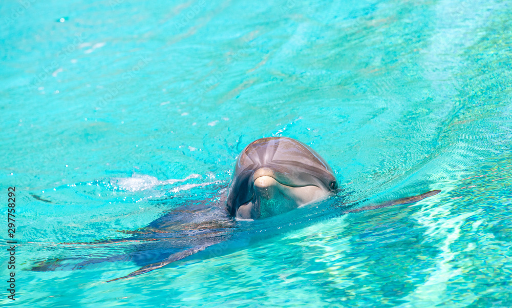 Obraz premium gorgeous bottle nosed dolphin