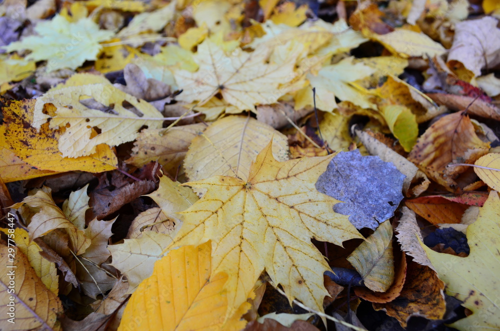 Background group autumn orange leaves. Outdoor. Background group autumn orange leaves. Outdoor.