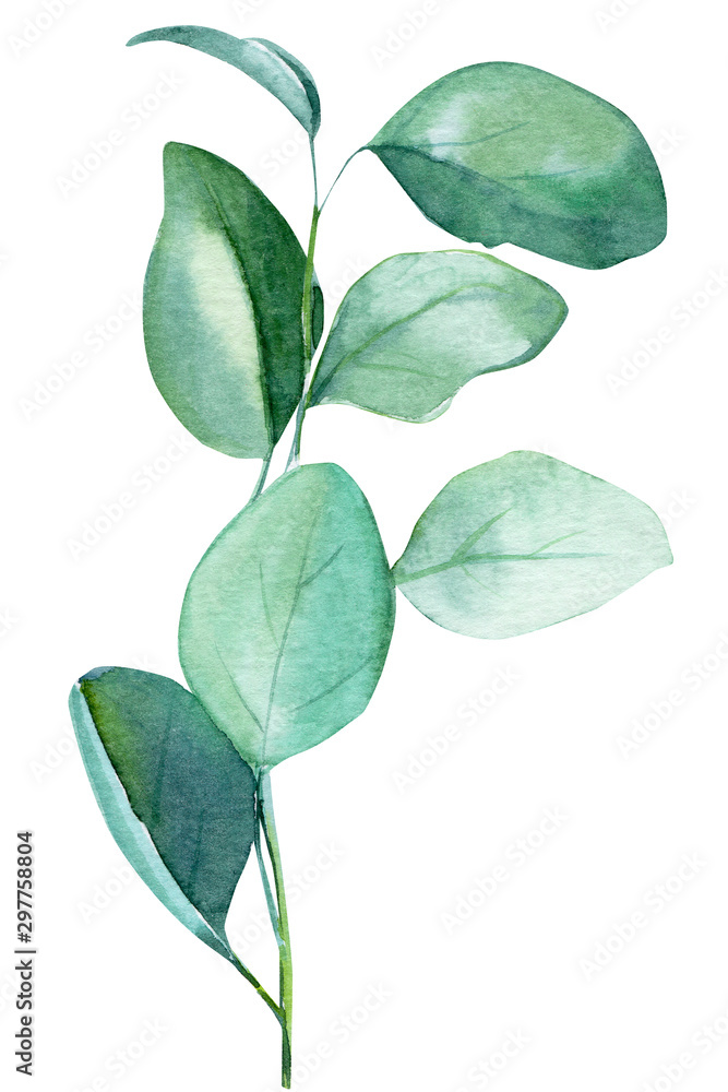 Fototapeta premium eucalyptus leaves on a white background, watercolor illustration