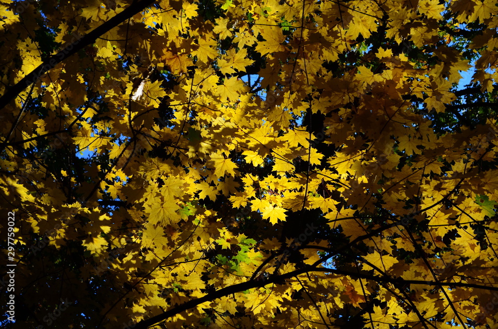Background group autumn orange leaves. Outdoor. Background group autumn orange leaves. Outdoor.