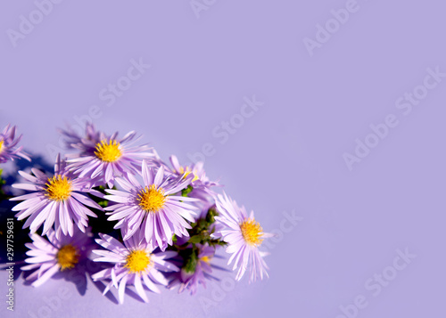 The little purple asters on a purple background. Bouquet of autumn flowers.
