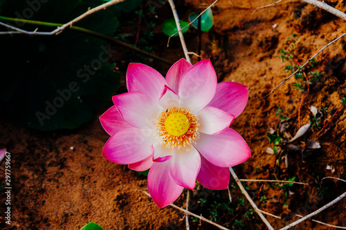 Directly Above Shot Of Pink Lotus Flower