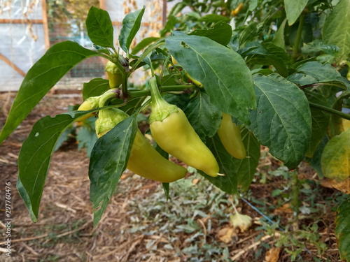 fruit on tree