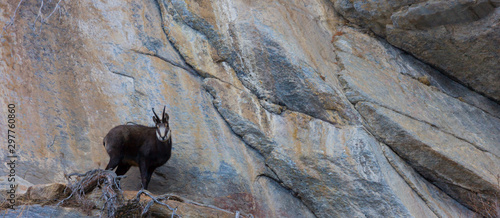 CHAMOIS - REBECO  o SARRIO (Rupicapra rupicapra) photo