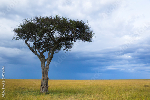 Acacia Tree on the Savanna in Africa.