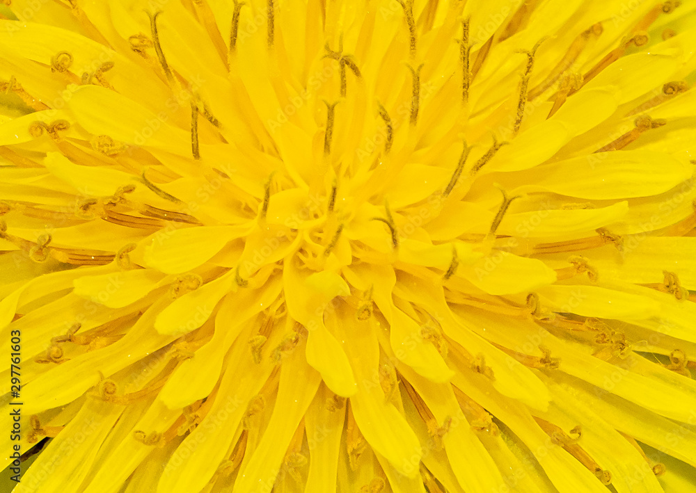 close up background of yellow dandelion close up background of yellow dandelion
