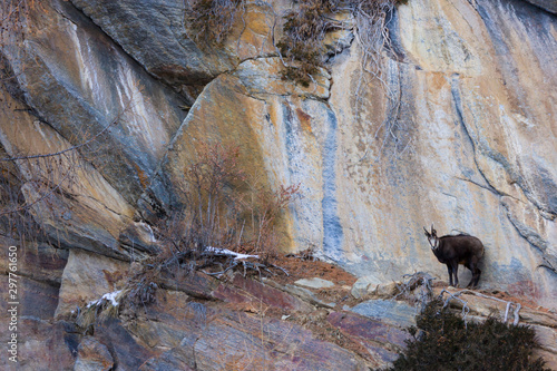 CHAMOIS - REBECO  o SARRIO (Rupicapra rupicapra) photo