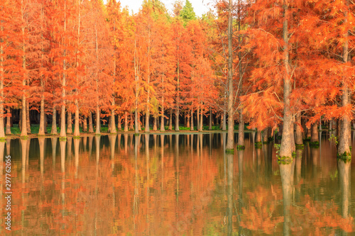 Beautiful colorful forest and water reflection in nature park autumn landscape.