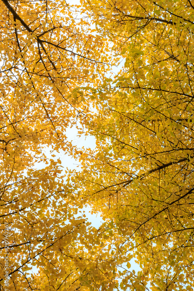 Beautiful yellow ginkgo tree in nature park,autumn landscape. Beautiful yellow ginkgo tree in nature park,autumn landscape.