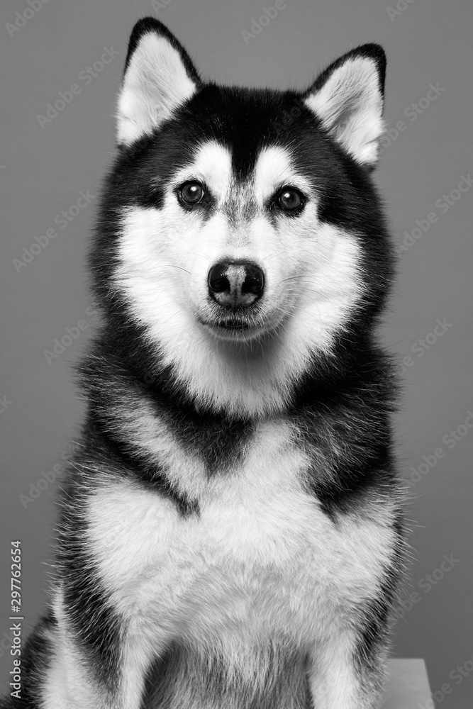 husky black and white husky black and white