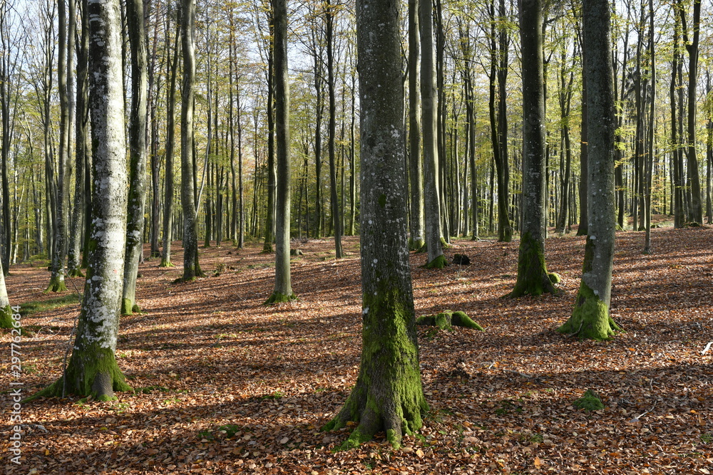 Obraz premium Autumn in a pomeranian forest