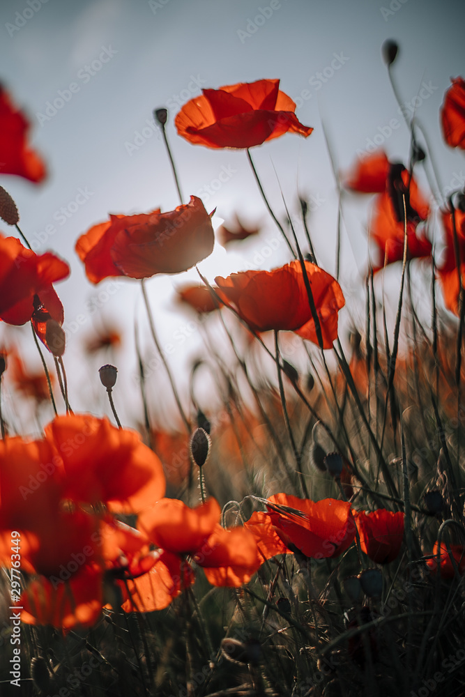 Obraz premium maki w polu