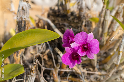 Wallpaper Mural Purple orchid with the leaf under sunlight Torontodigital.ca
