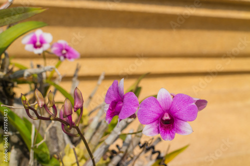 Wallpaper Mural Purple orchid with the leaf under sunlight Torontodigital.ca