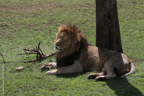 Lion King of Maasai Mara