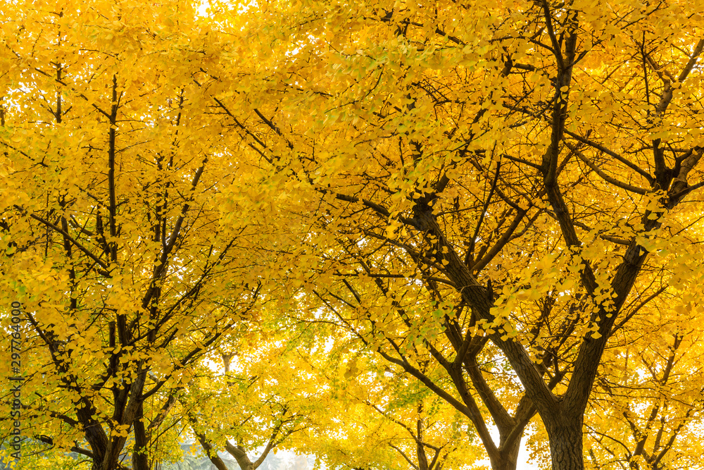 Beautiful yellow ginkgo tree in nature park,autumn landscape. Beautiful yellow ginkgo tree in nature park,autumn landscape.