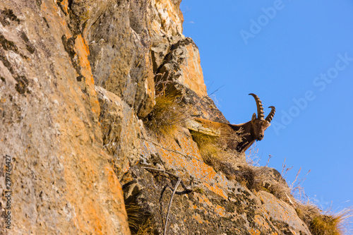 ALPINE IBEX -  IBICE DE LOS ALPES (Capra ibex), Gran Paradiso National Park, Valnontey, Aosta Valley, Alpes, Italy, Europe photo