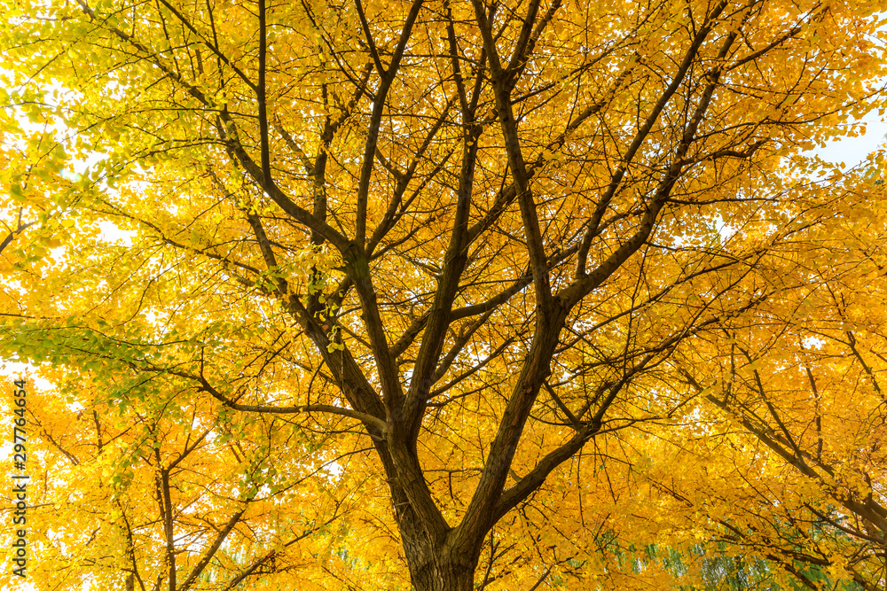 Beautiful yellow ginkgo tree in nature park,autumn landscape. Beautiful yellow ginkgo tree in nature park,autumn landscape.