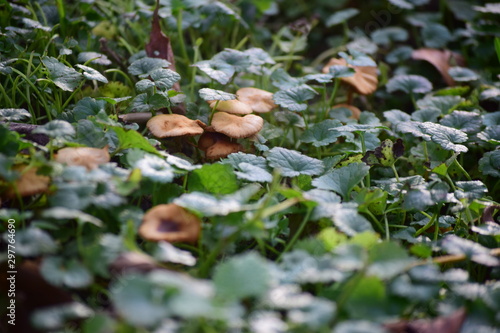 mushrooms in the grass