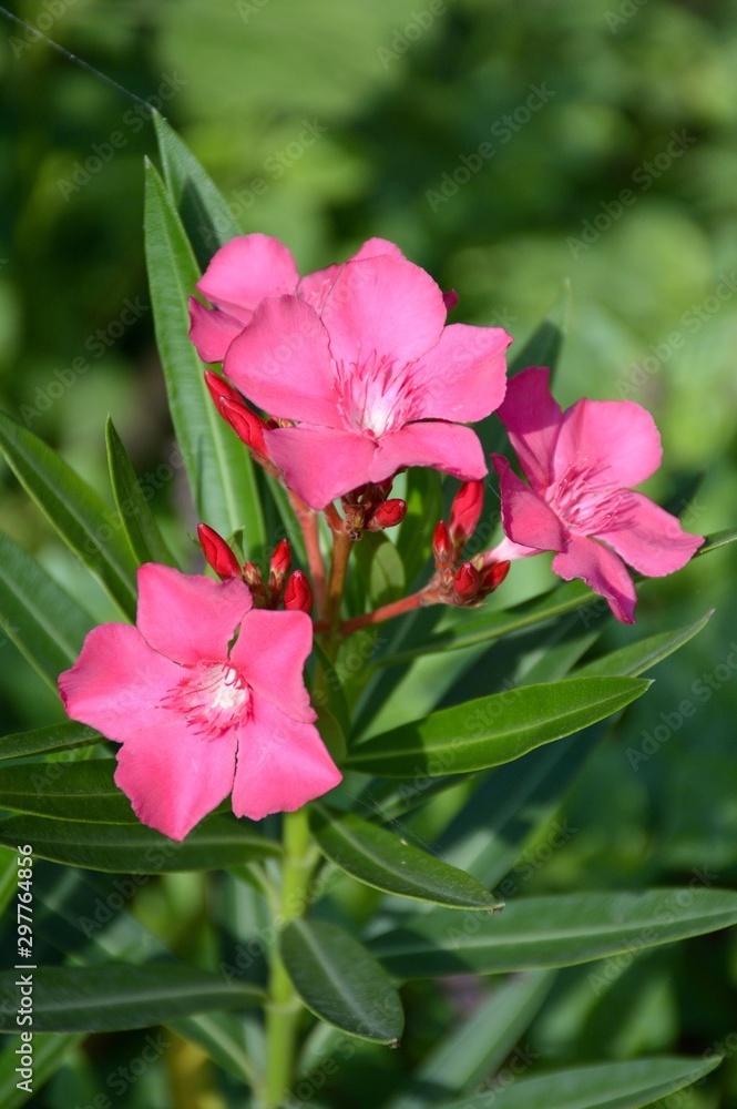 Obraz premium pink nerium oleander flower in nature garden
