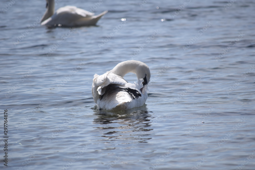 Fototapeta premium White Swan