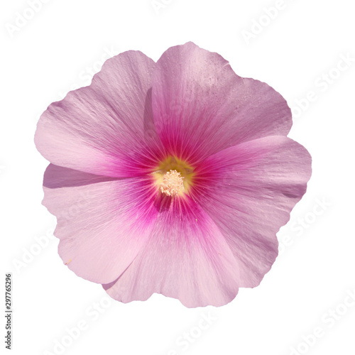 Pale pink mallow flower isolated on a white background