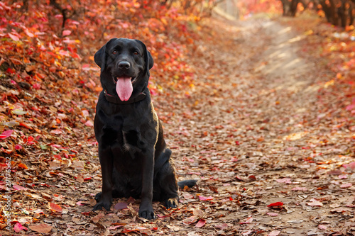 Fotografija Beautiful black labrador retriever sitting against an autumnal forest