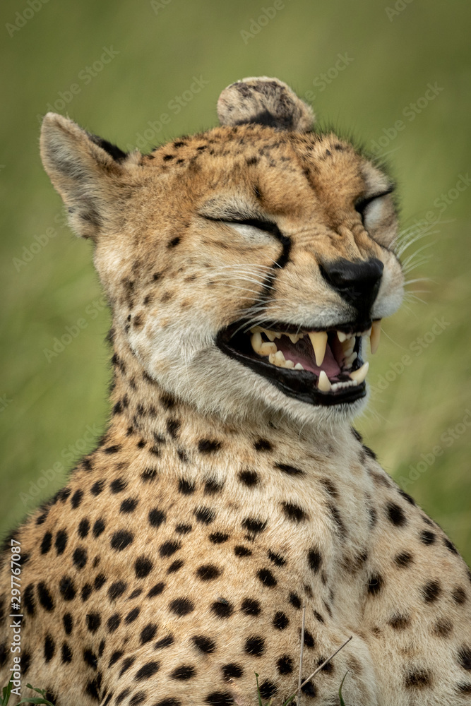 Close-up of female cheetah yawning in grass Close-up of female cheetah yawning in grass