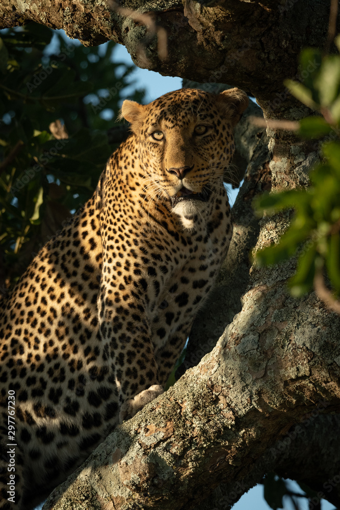 Close-up of female leopard climbing leafy tree Close-up of female leopard climbing leafy tree