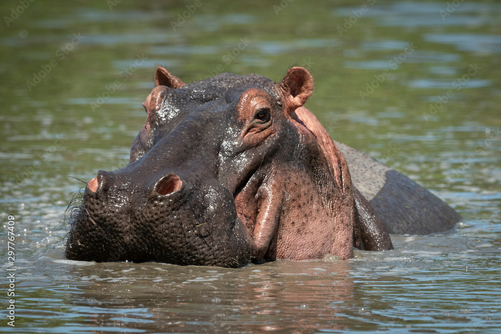 Close-up of hippo facing camera in pool Close-up of hippo facing camera in pool