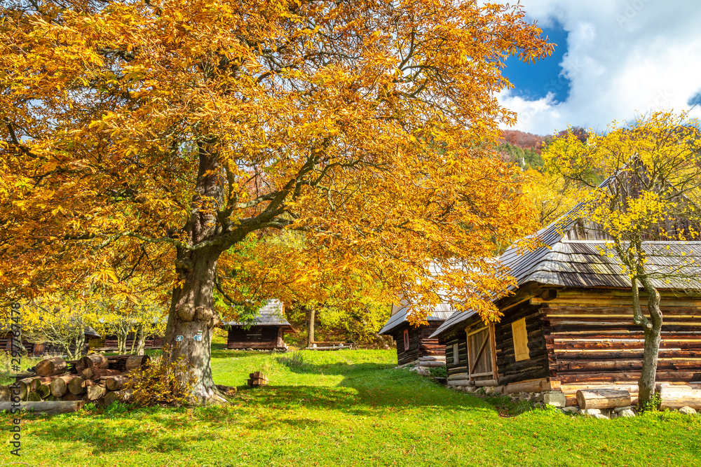 Autumn landscape with orange colored tree and wooden cottages in the Podsip settlement in north of Slovakia, Europe.