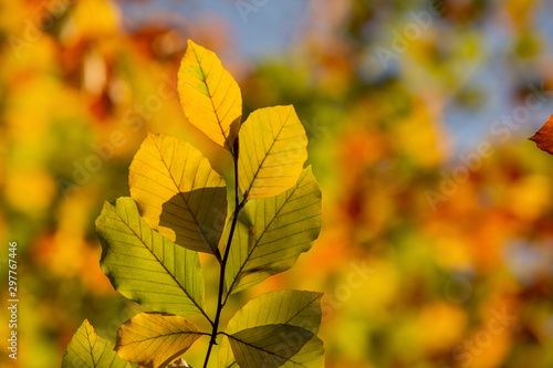 Autumn yellow chinese beech leaf flu background