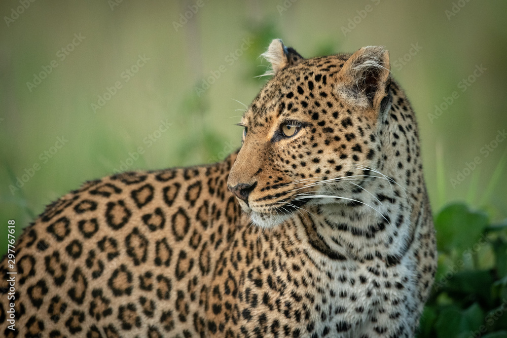 Close-up of leopard by bush turning head Close-up of leopard by bush turning head