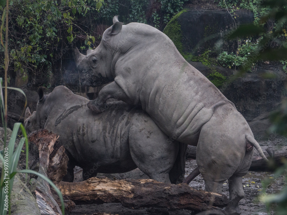 Fototapeta premium La monta del rinoceronte
