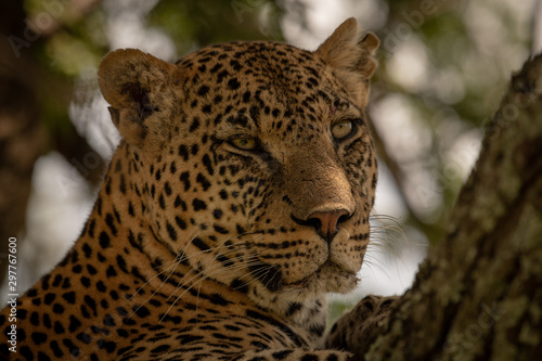 Close-up of leopard head in shady tree © Nick Dale