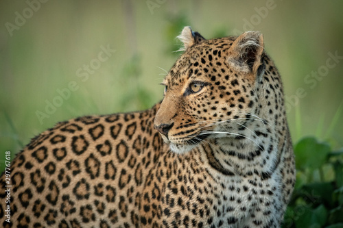 Close-up of leopard by bush turning head