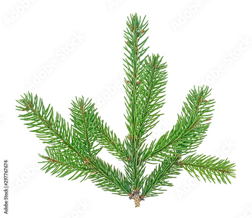 Branch of fir tree isolated on a white background  top view.