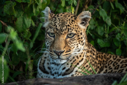 Close-up of leopard lying down in bushes © Nick Dale