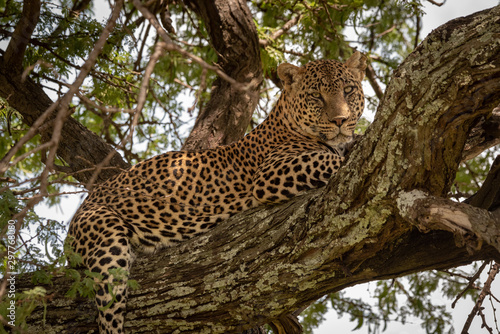 Close-up of leopard lying on lichen-covered branch
