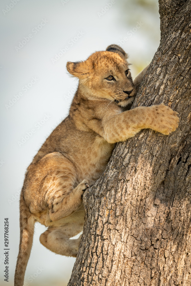 Fototapeta premium Close-up of lion cub awkwardly climbing tree
