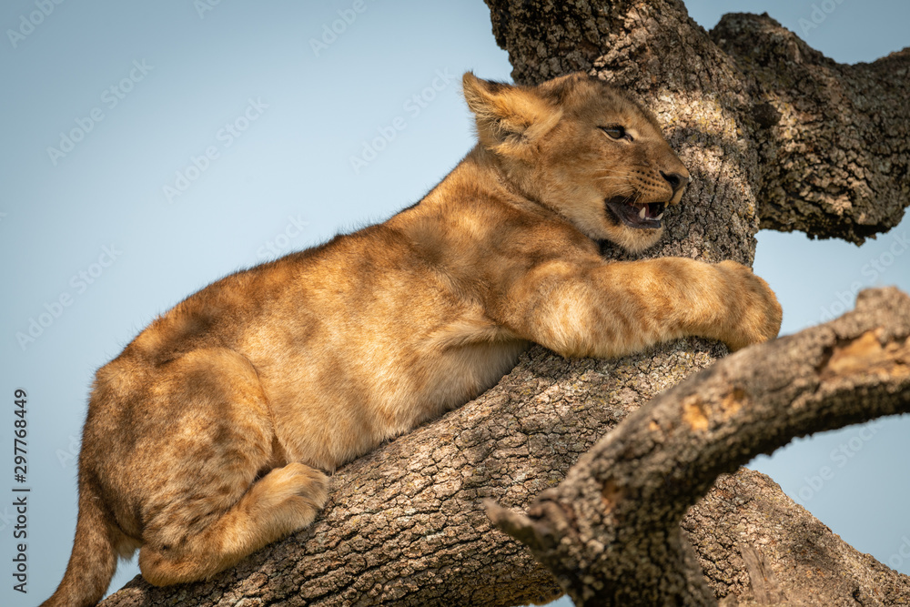 Naklejka premium Close-up of lion cub hugging tree branch