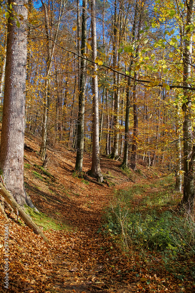 Fototapeta premium Beautiful sunny autumn landscape with blue sky