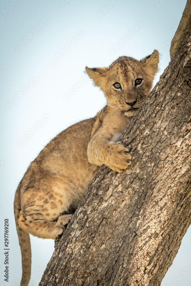 Fototapeta premium Close-up of lion cub on tree trunk