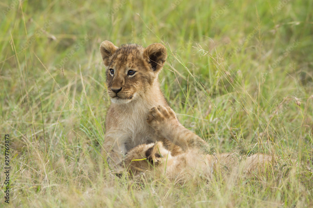 African Lion cubs (Panthera leo), Maasai Mara National Reserve, Kenya, Africa. African Lion cubs (Panthera leo), Maasai Mara National Reserve, Kenya, Africa.