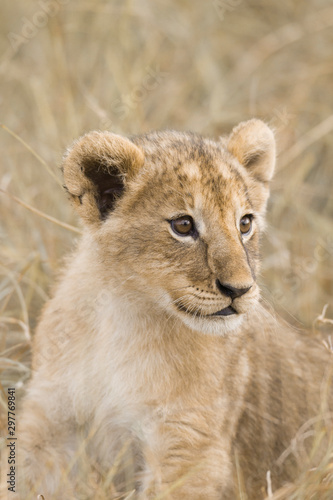 African Lion cub (Panthera leo), Masai Mara National Reserve, Kenya, Africa.
